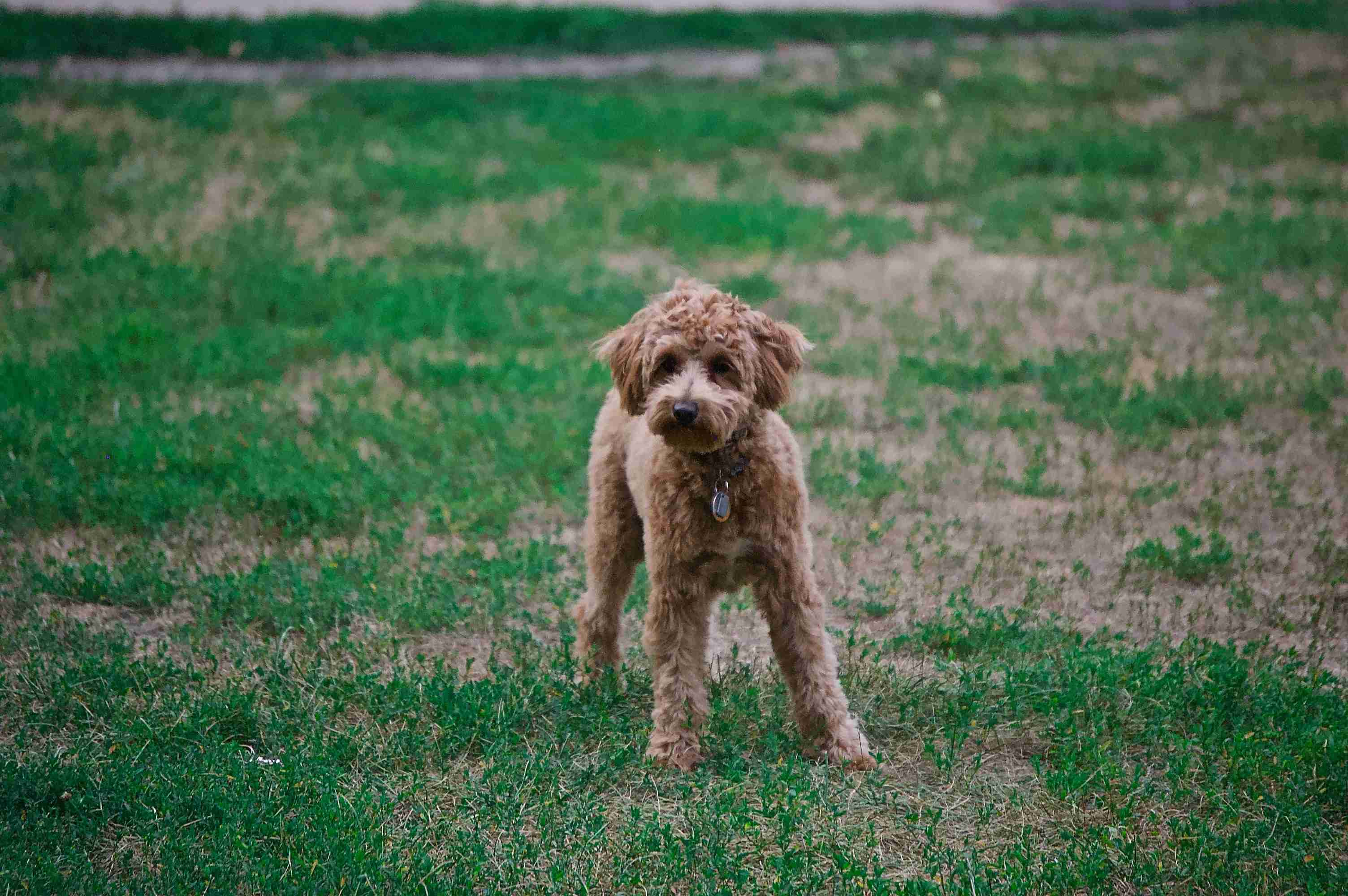 Do Poodles tend to develop respiratory problems? How can they be managed?